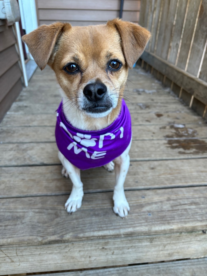Bucky, an adoptable Jack Russell Terrier in Watertown, WI, 53094 | Photo Image 1
