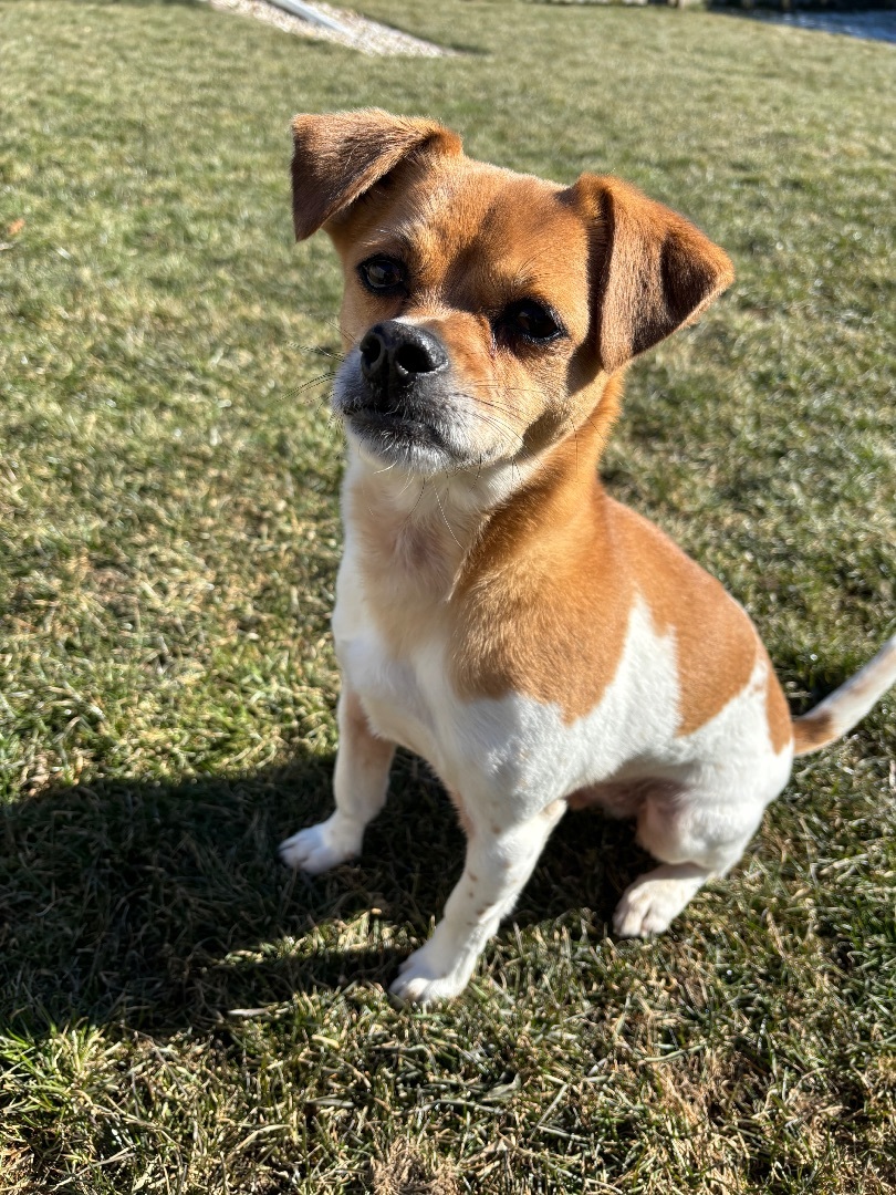 Bucky, an adoptable Jack Russell Terrier in Watertown, WI, 53094 | Photo Image 3