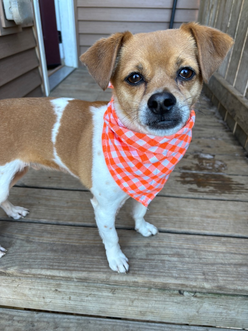Bucky, an adoptable Jack Russell Terrier in Watertown, WI, 53094 | Photo Image 4
