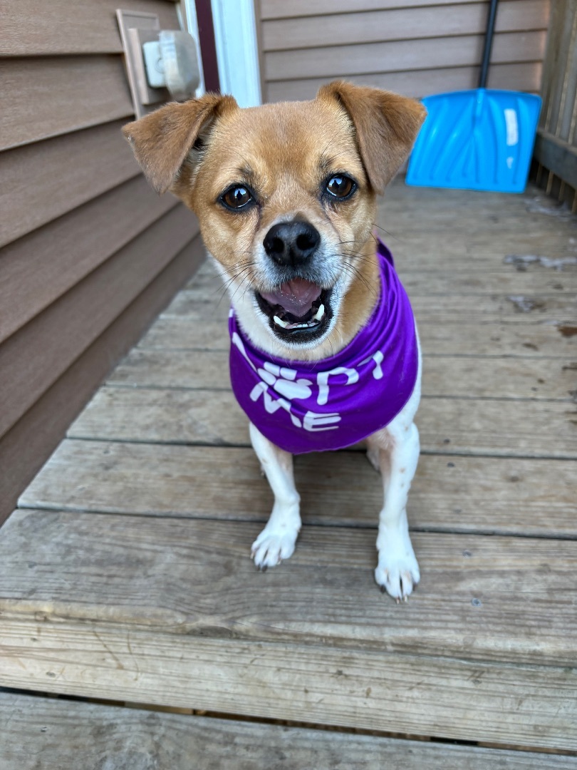 Bucky, an adoptable Jack Russell Terrier in Watertown, WI, 53094 | Photo Image 5