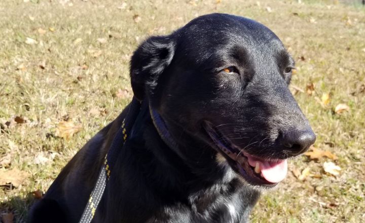 Dog For Adoption Sweet Pea A Black Labrador Retriever