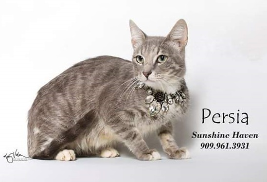 Cat For Adoption Persia A Domestic Short Hair Tabby Mix In