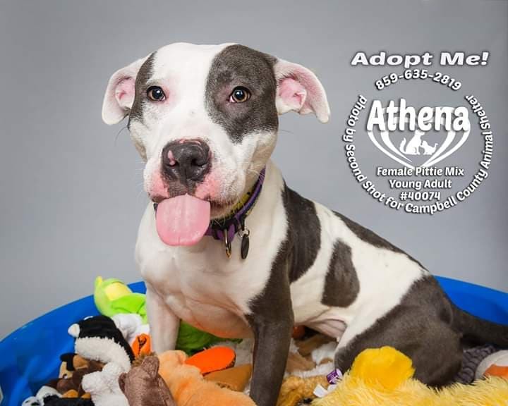 Athena, an adopted Mixed Breed in Melbourne, KY_image-1