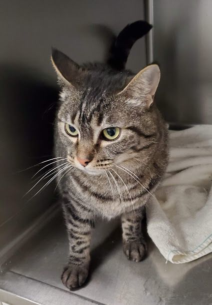 Jingle, an adoptable Tabby in Geneseo, IL, 61254 | Photo Image 3