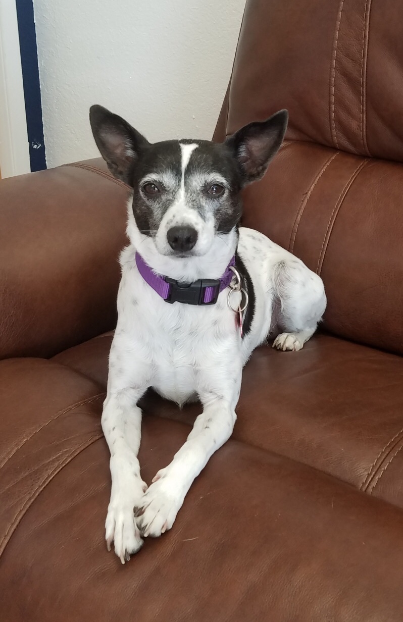 Lawyer, an adoptable Rat Terrier in Shingle Springs, CA, 95682 | Photo Image 1