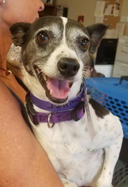 Lawyer, an adoptable Rat Terrier in Shingle Springs, CA, 95682 | Photo Image 2