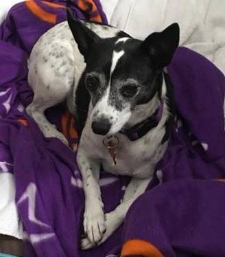 Lawyer, an adoptable Rat Terrier in Shingle Springs, CA, 95682 | Photo Image 3