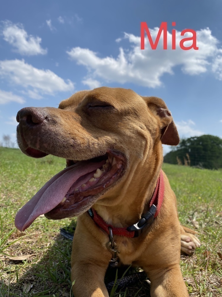 Mia (Senior), an adoptable Pit Bull Terrier in Troy, AL, 36081 | Photo Image 4