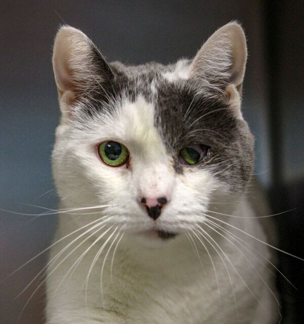 Barley, an adopted Domestic Short Hair in Cape May Court House, NJ_image-1