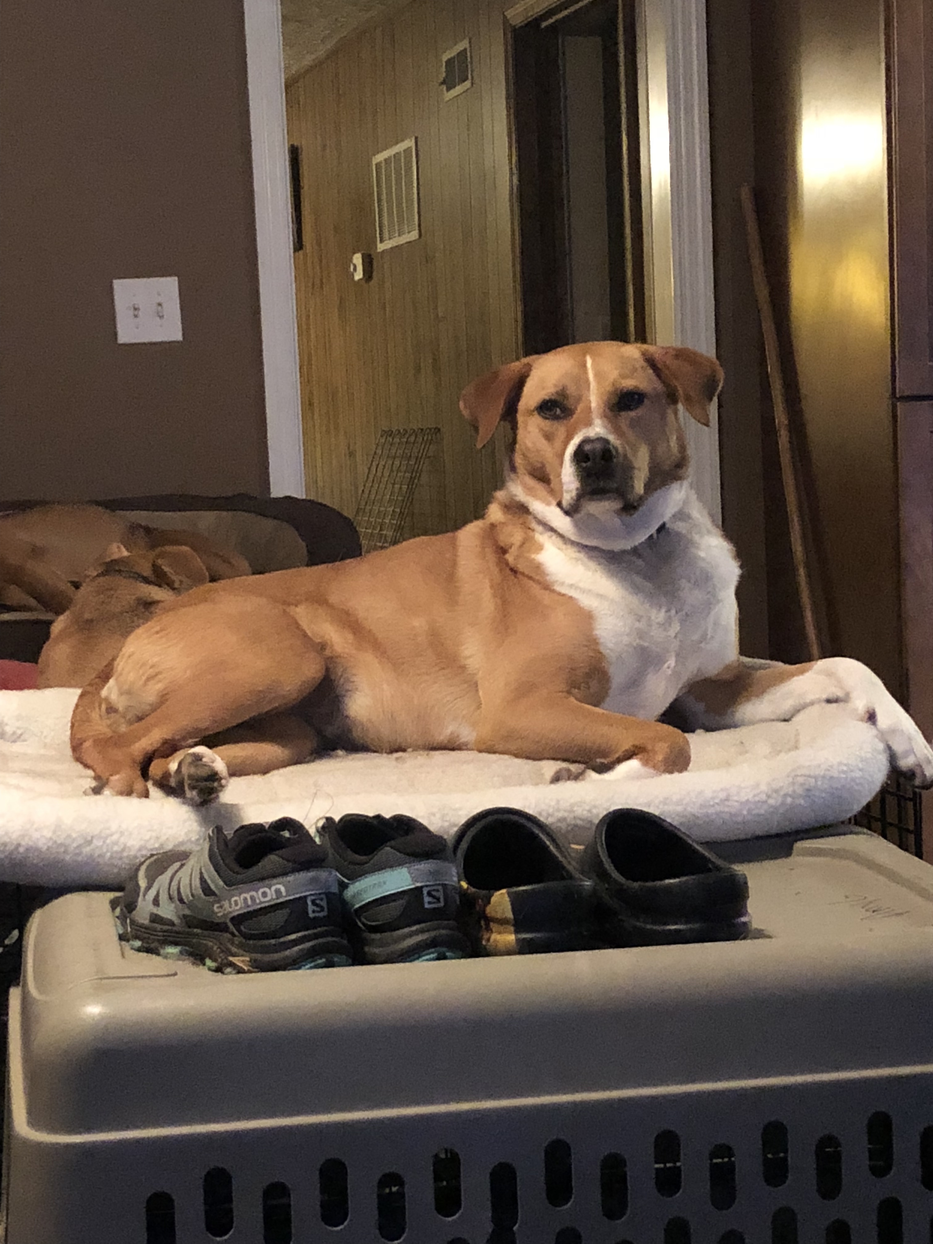 smække ekstra komfort Dog for adoption - Rosie Love, a Boxer Mix in Cincinnati, OH | Petfinder