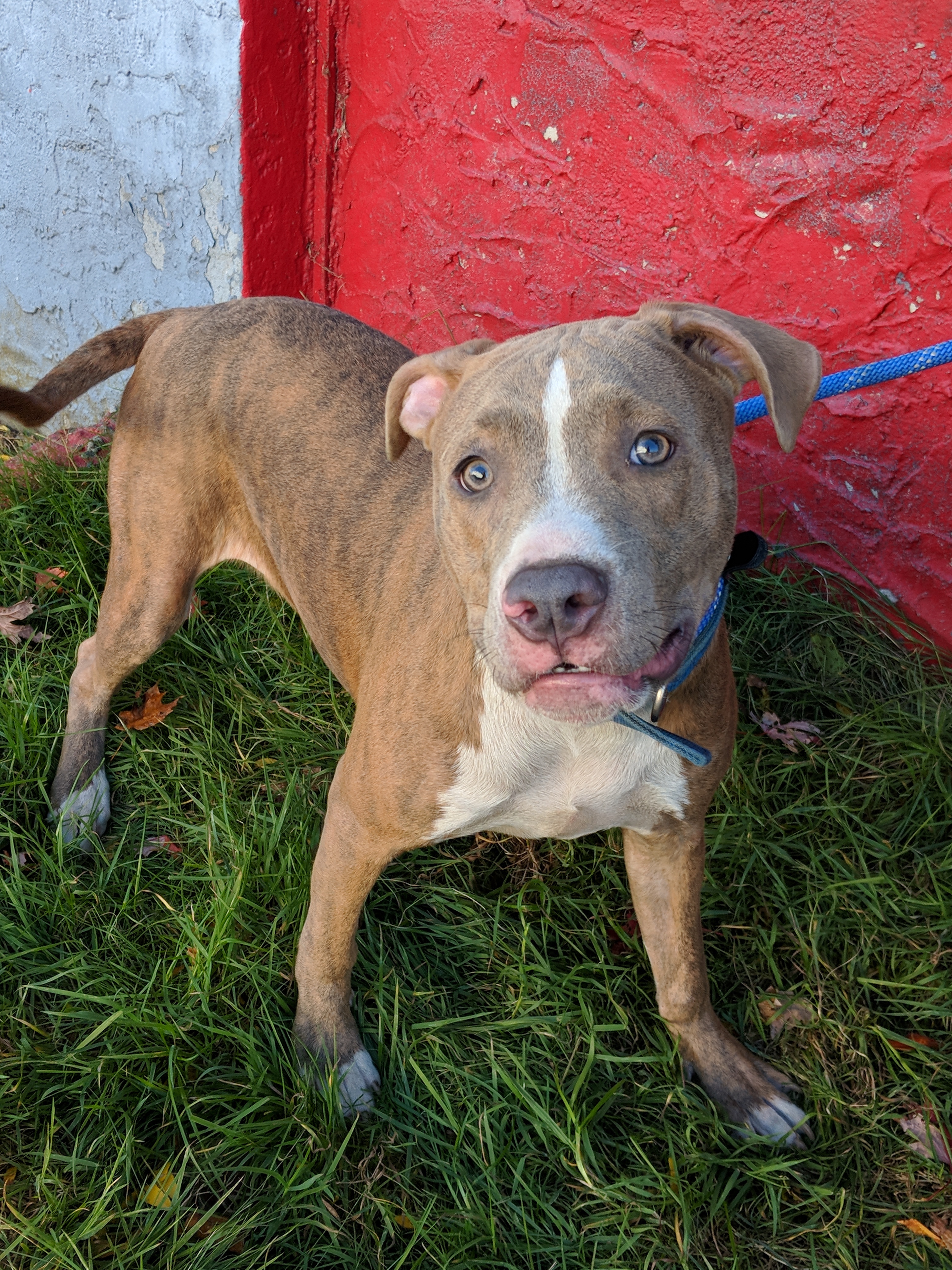 Murphy, an adoptable Pit Bull Terrier in Far Rockaway, NY, 11691 | Photo Image 3