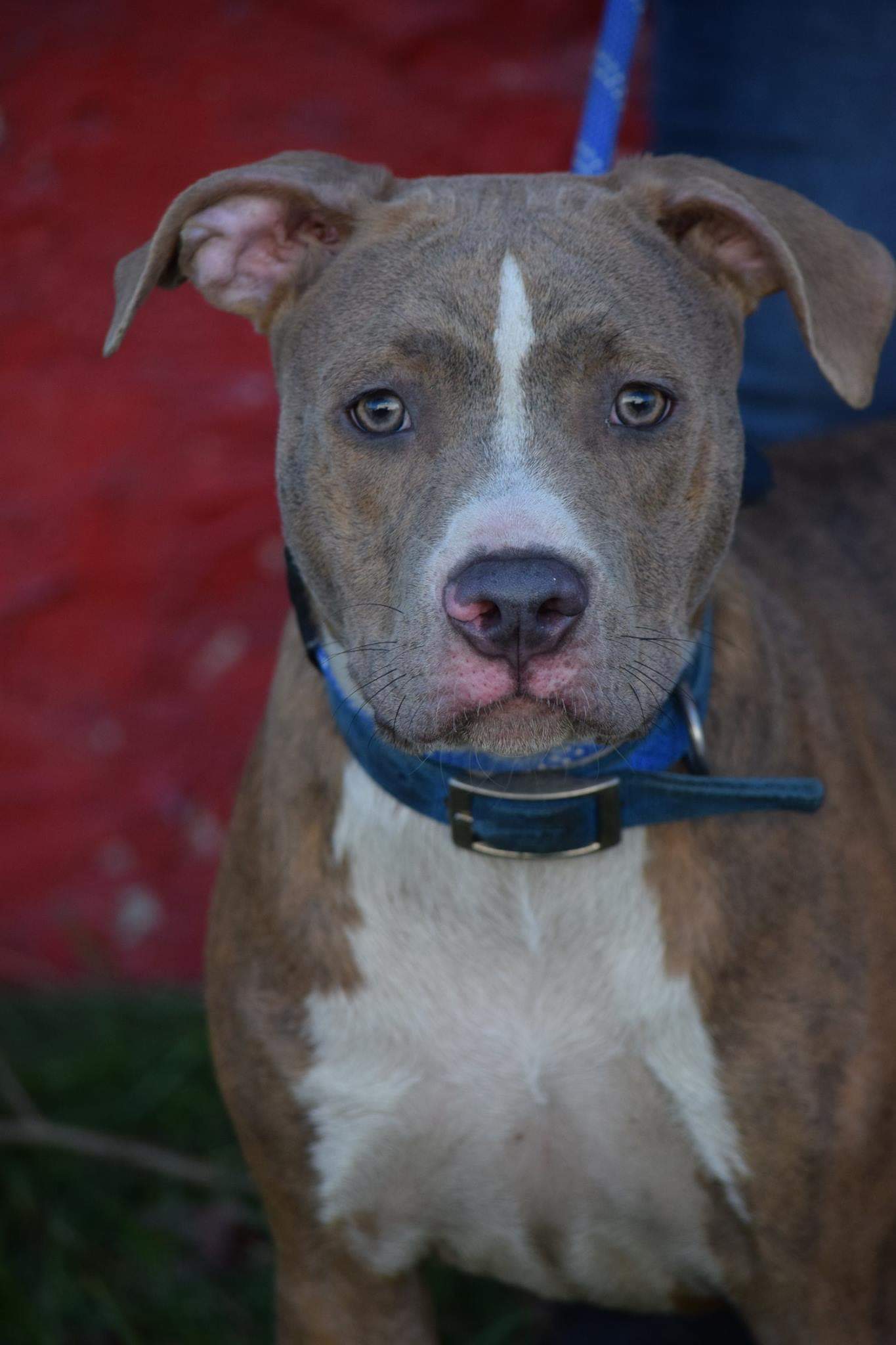Murphy, an adoptable Pit Bull Terrier in Far Rockaway, NY, 11691 | Photo Image 5