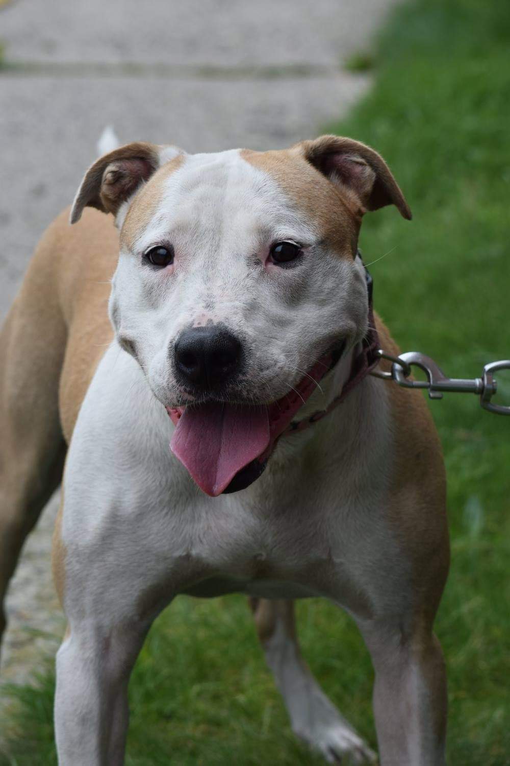 Sunday, an adoptable Pit Bull Terrier in Far Rockaway, NY, 11691 | Photo Image 2