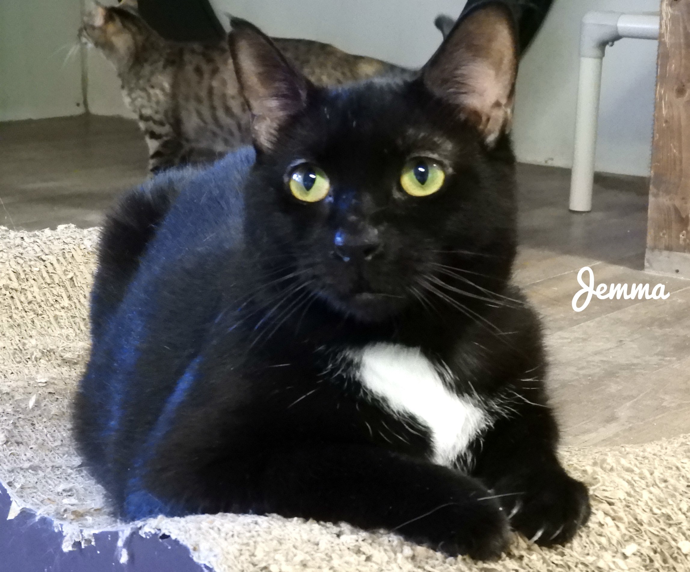 Jemma, an adoptable American Shorthair in Macon, GA, 31220 | Photo Image 5