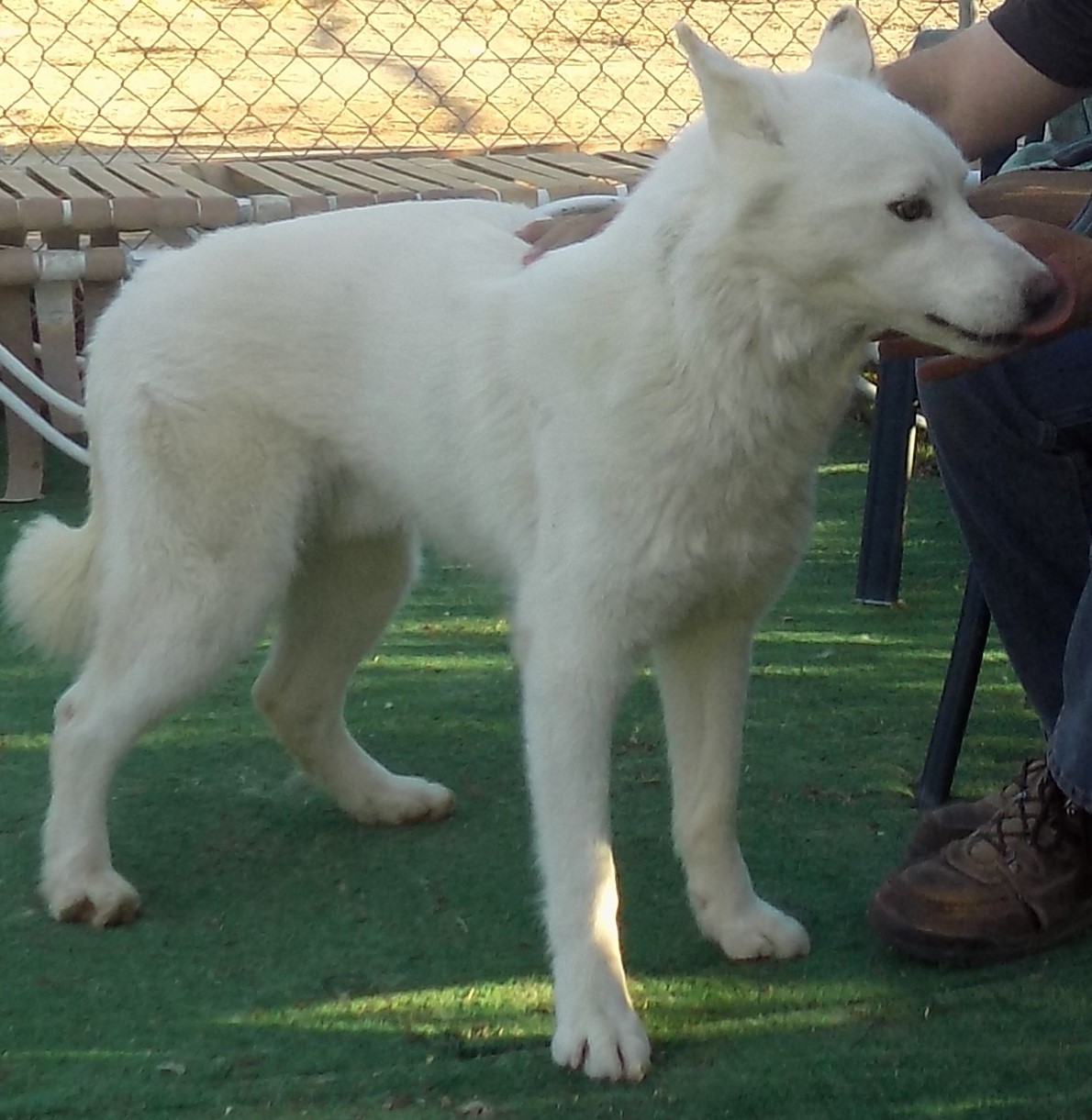 COMET, an adoptable Siberian Husky in Valencia, CA, 91355 | Photo Image 2