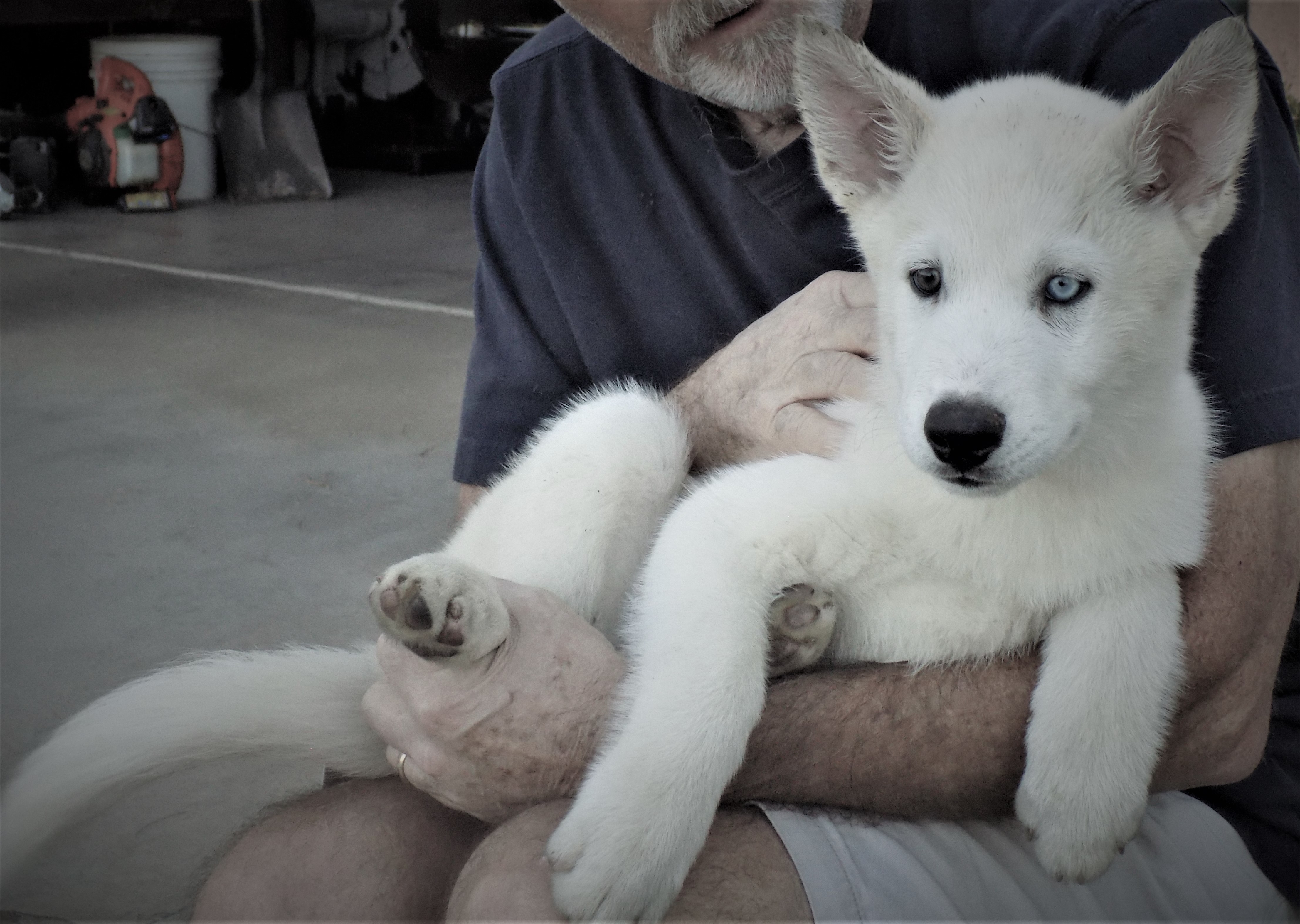 COMET, an adoptable Siberian Husky in Valencia, CA, 91355 | Photo Image 3