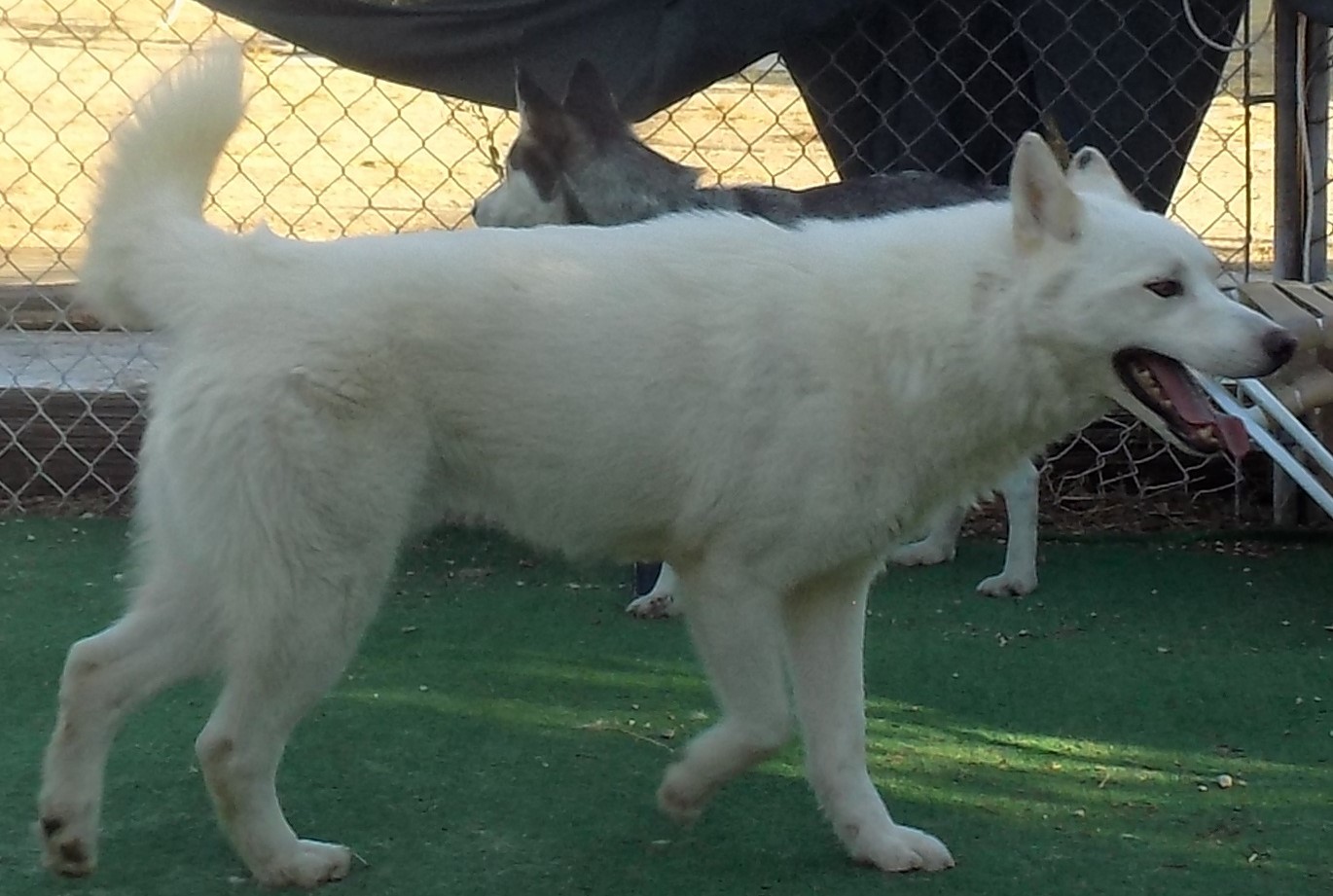 COMET, an adoptable Siberian Husky in Valencia, CA, 91355 | Photo Image 4
