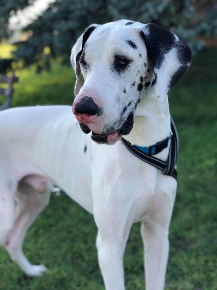 Dog For Adoption Babe A Great Dane In Dallas Tx Petfinder