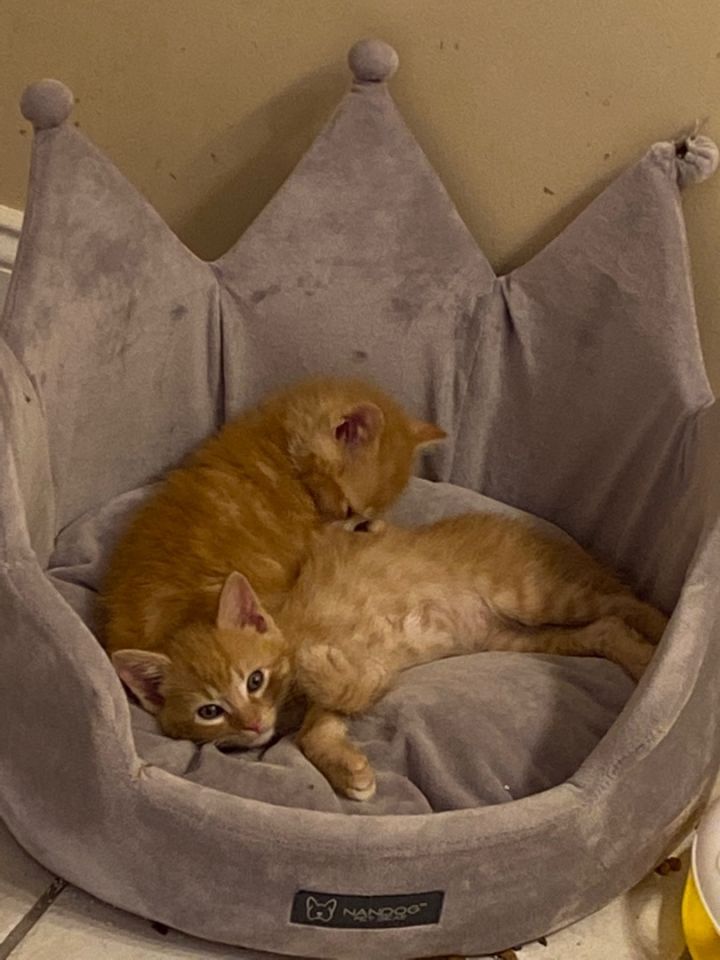 Cat For Adoption Kitten A Domestic Medium Hair Tabby Mix In