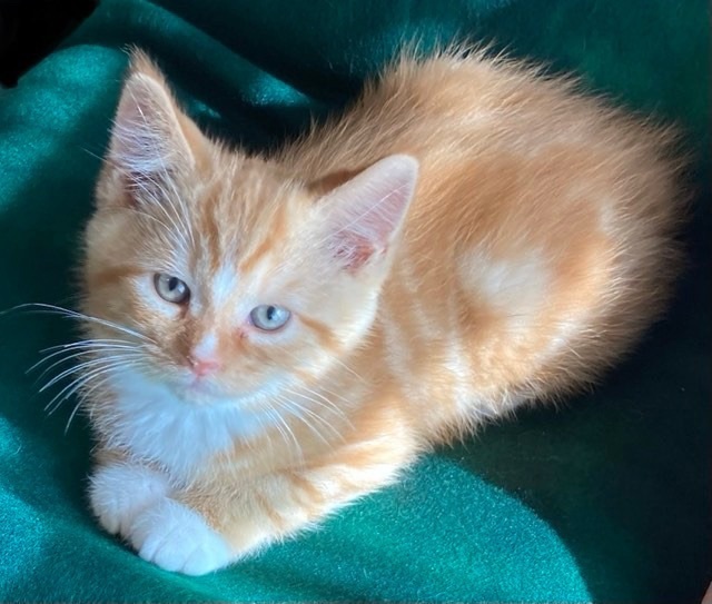 Cat For Adoption Kitten A Domestic Medium Hair Tabby Mix In