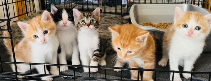 Cat For Adoption Kitten A Domestic Medium Hair Tabby Mix In