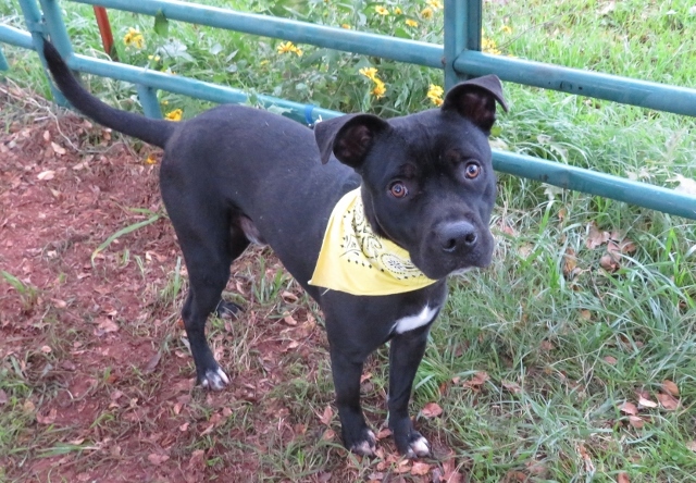 TOBY 294013 AdoptedThanksgiving2018...NeedsNewHome, an adoptable Black Labrador Retriever, Pit Bull Terrier in Oklahoma City, OK, 73129 | Photo Image 1