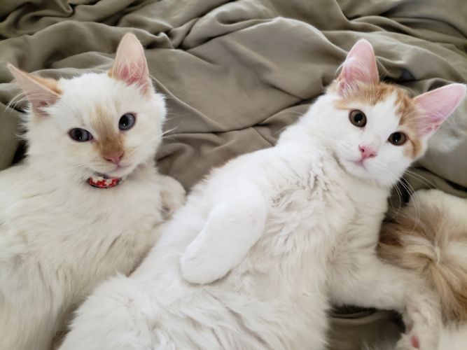 Rome and Pippin- BONDED PAIR- San Diego Chapter