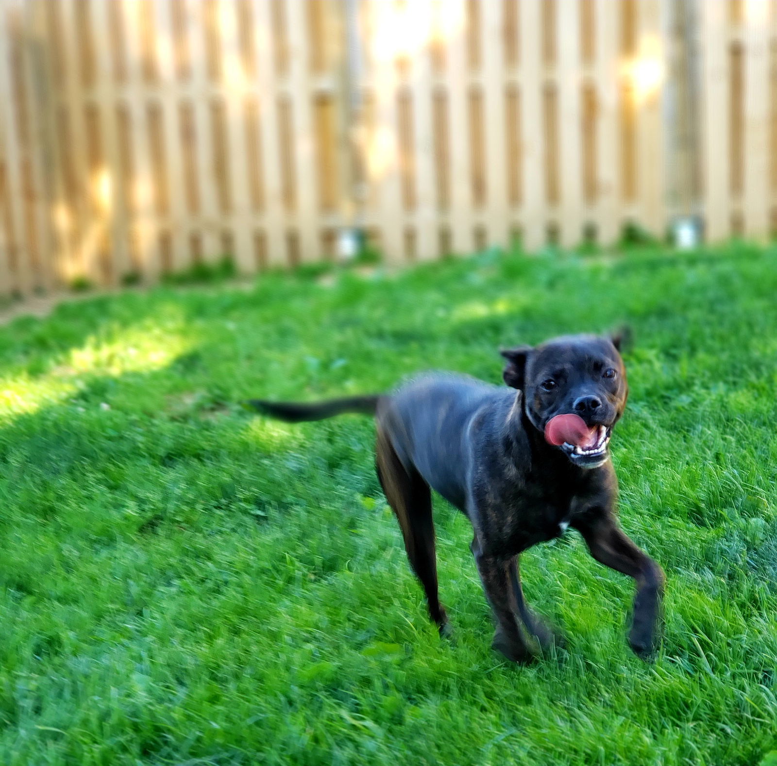 Taylor, an adoptable Boston Terrier in Elizabethtown, PA, 17022 | Photo Image 1