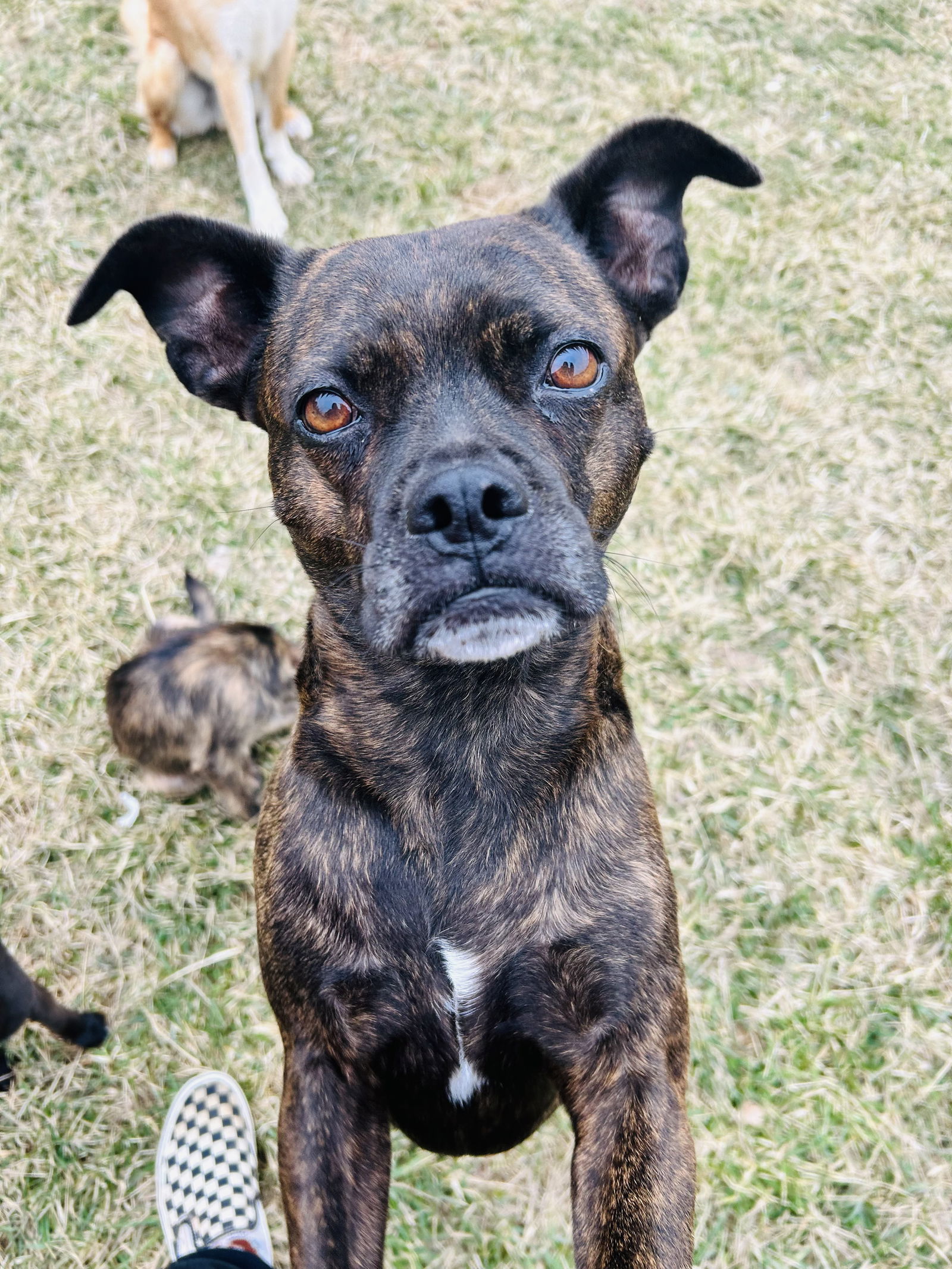 Taylor, an adoptable Boston Terrier in Elizabethtown, PA, 17022 | Photo Image 1