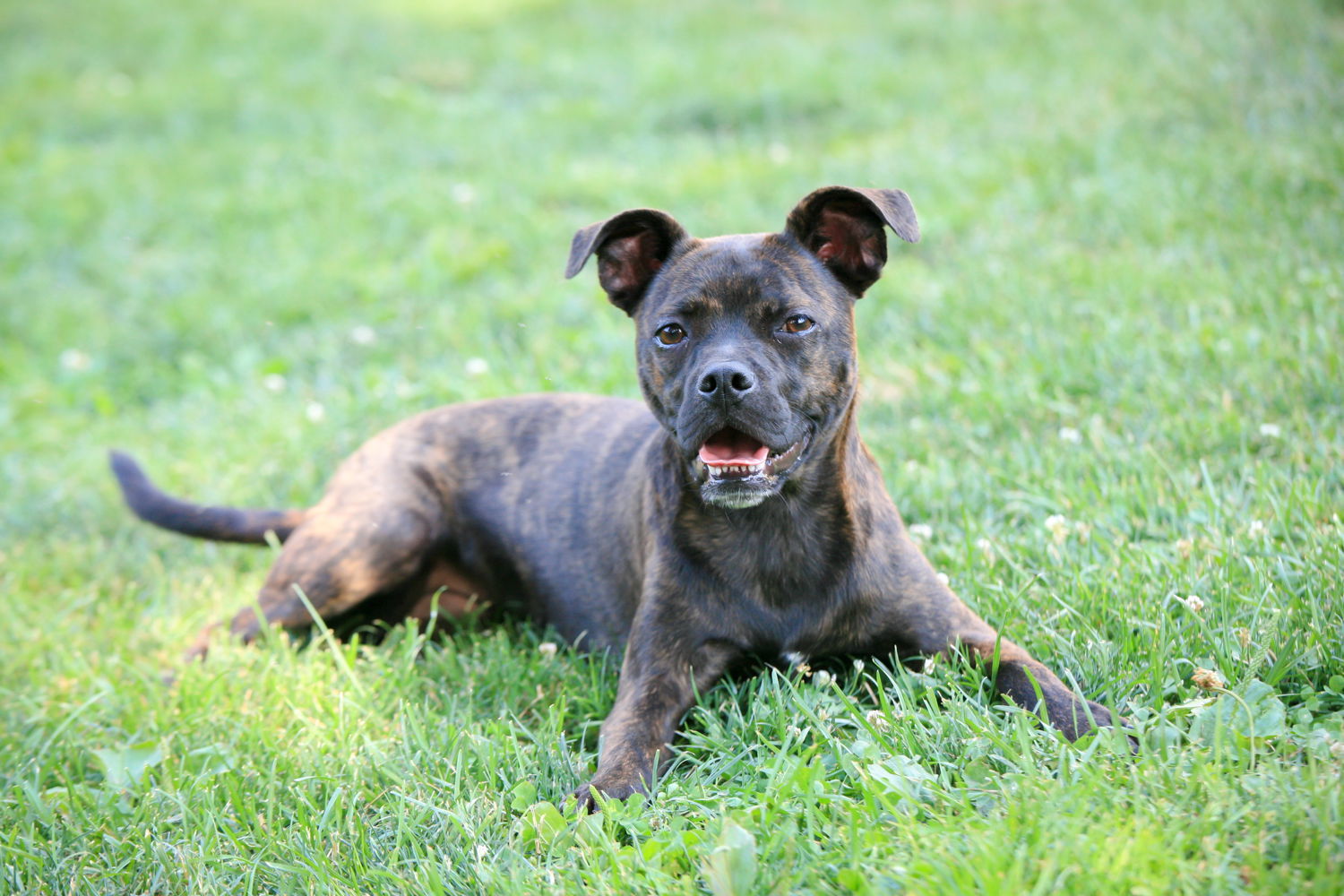 Taylor, an adoptable Boston Terrier in Elizabethtown, PA, 17022 | Photo Image 2