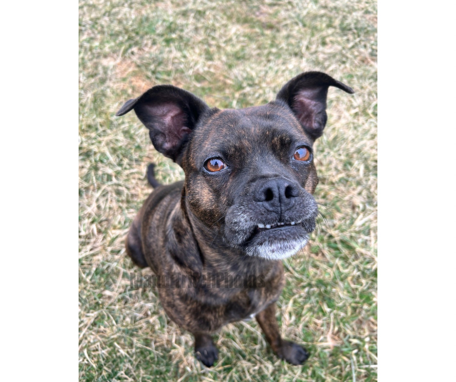 Taylor, an adoptable Boston Terrier in Elizabethtown, PA, 17022 | Photo Image 2