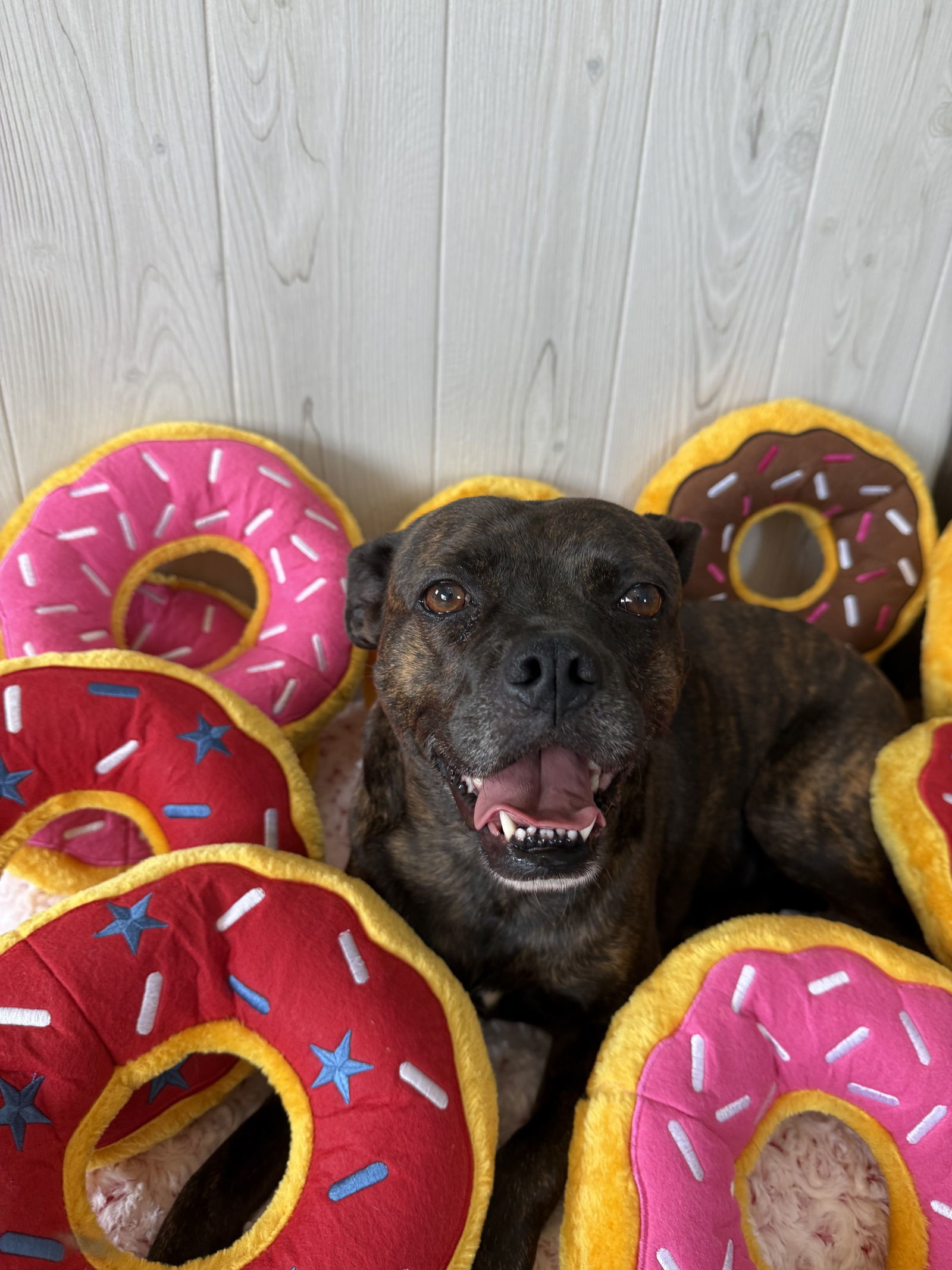 Taylor, an adoptable Boston Terrier in Elizabethtown, PA, 17022 | Photo Image 4