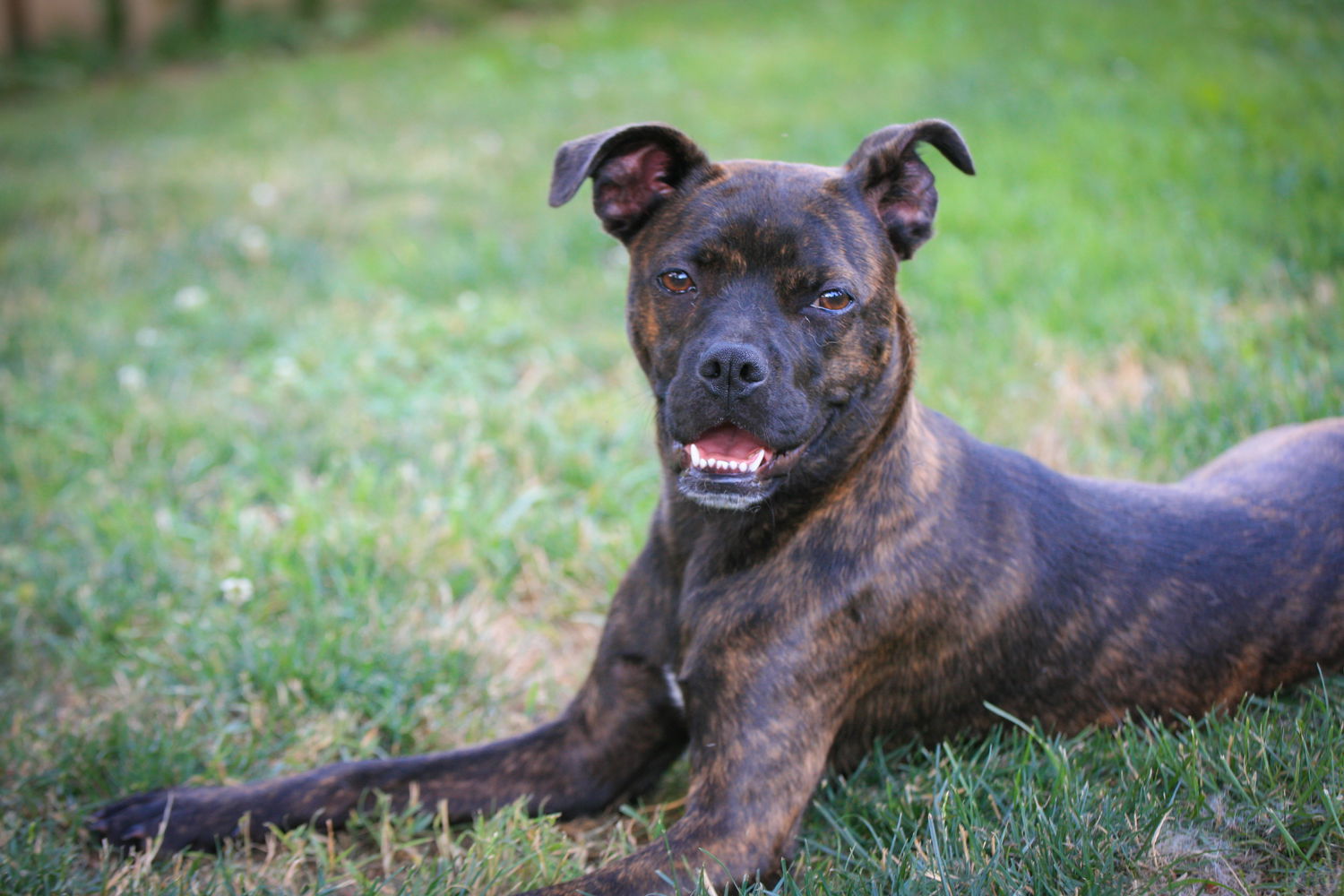 Taylor, an adoptable Boston Terrier in Elizabethtown, PA, 17022 | Photo Image 3