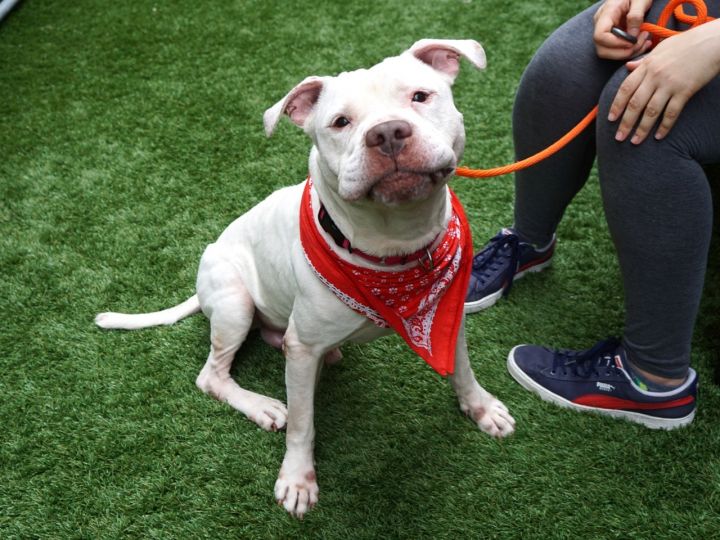 Cyrus the Magnificent, an adopted Pit Bull Terrier Mix in New York, NY_image-3