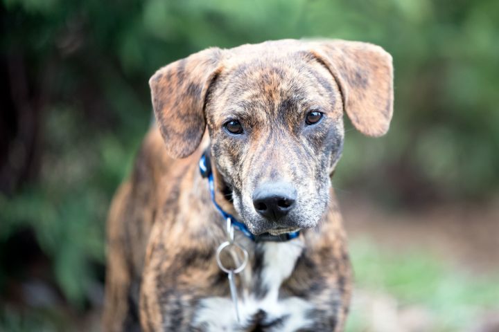 Dog for adoption - Woody, a Plott Hound & Boxer Mix in Ellicott City