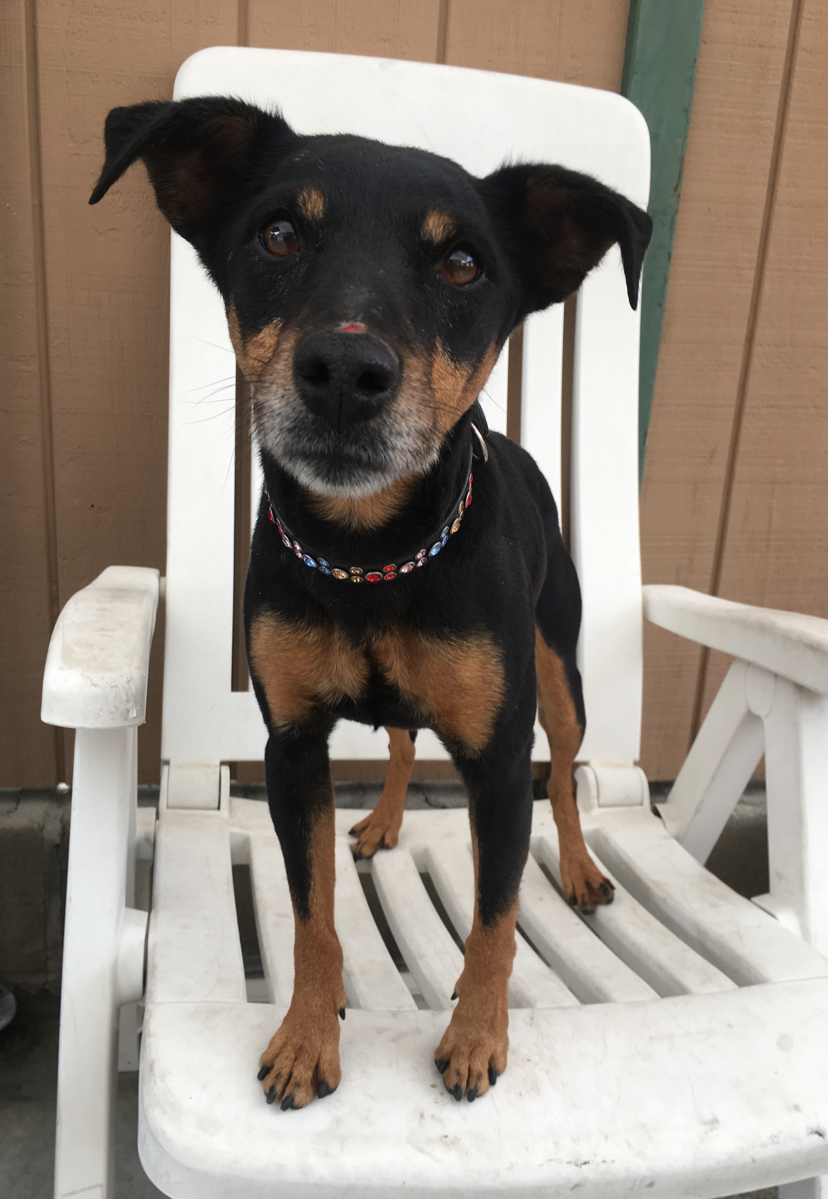 min pin and terrier mix