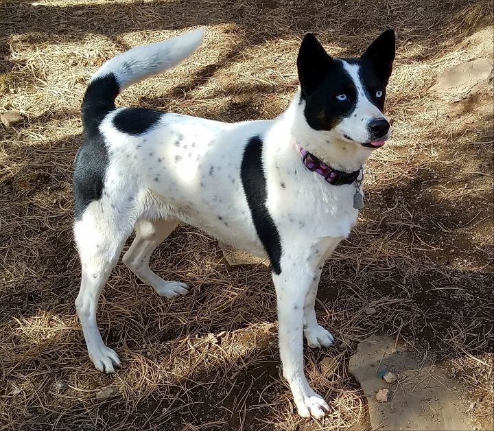 Dog For Adoption Pharaoh A Border Collie Husky Mix In Golden