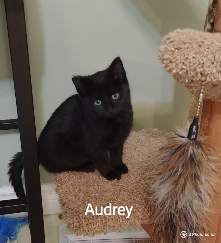 Audrey 2