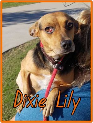 Dixie Lily