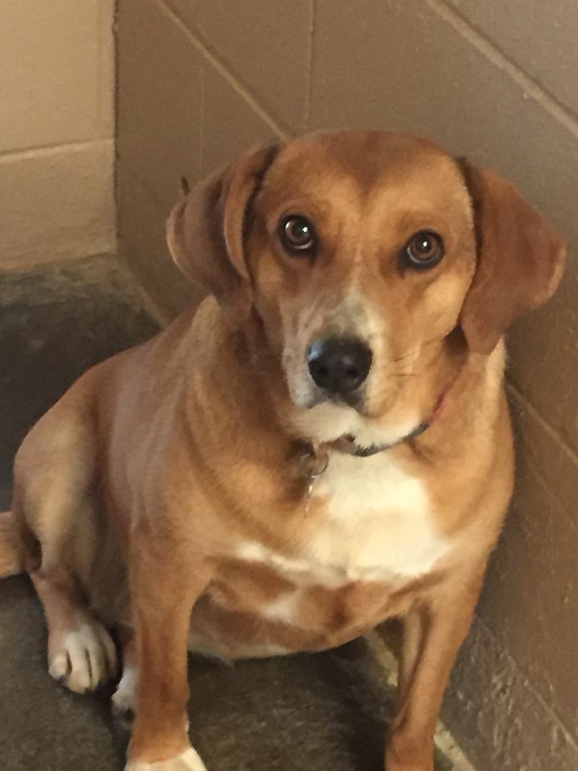 Vizsla store beagle mix