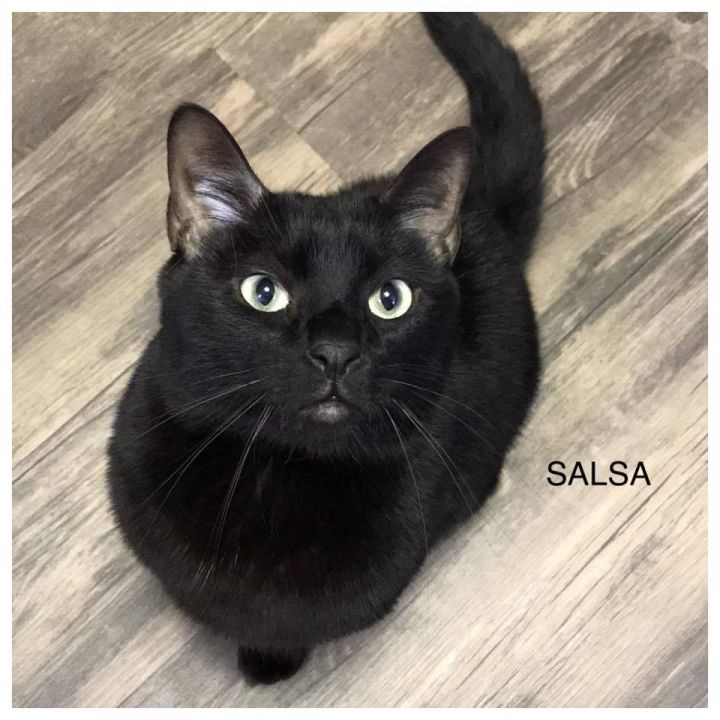 Cat For Adoption Salsa A Burmese Domestic Short Hair Mix In