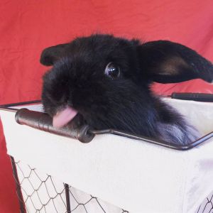 Bartleby, Adult Male unknown