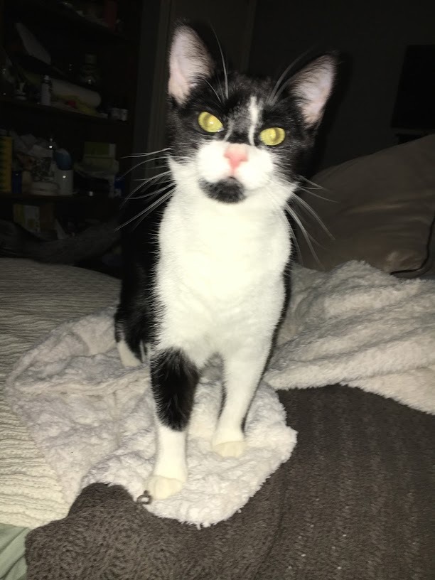 Socks, an adoptable Tuxedo, Domestic Short Hair in Parker, TX, 75002 | Photo Image 1