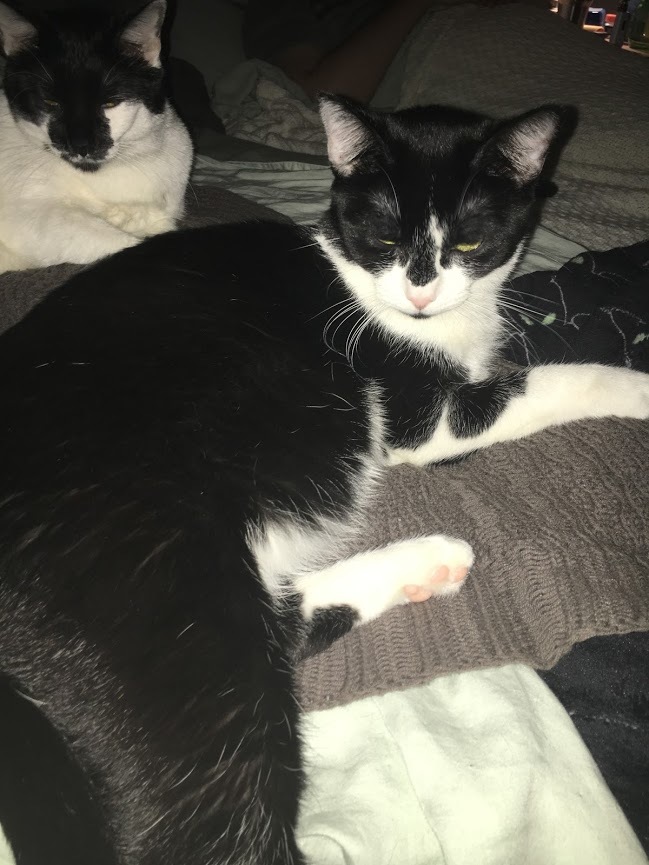 Socks, an adoptable Tuxedo, Domestic Short Hair in Parker, TX, 75002 | Photo Image 2