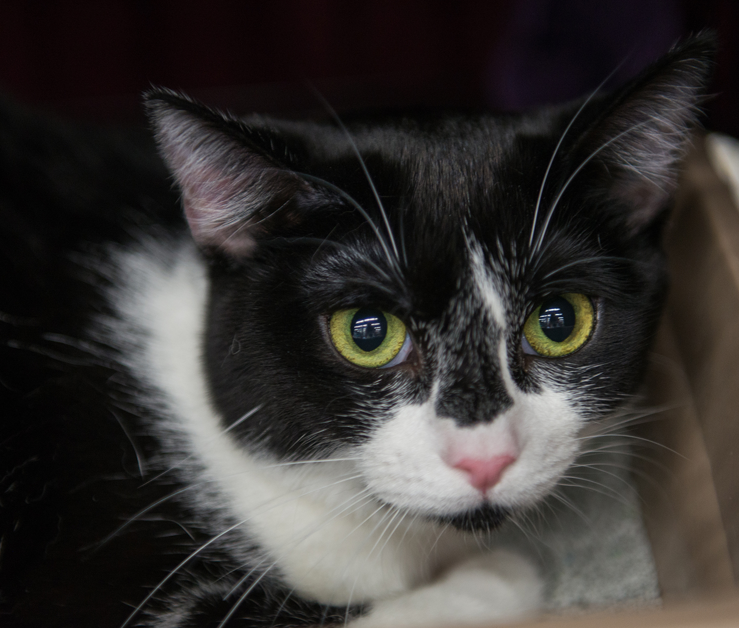 Socks, an adoptable Tuxedo, Domestic Short Hair in Parker, TX, 75002 | Photo Image 3