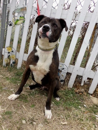 Gunner, an adoptable Labrador Retriever, Boxer in Falls City, NE, 68355 | Photo Image 1