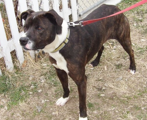Gunner, an adoptable Labrador Retriever, Boxer in Falls City, NE, 68355 | Photo Image 2
