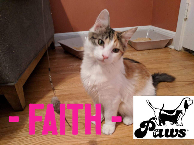 Faith, an adopted Domestic Short Hair in Montclair, NJ_image-1
