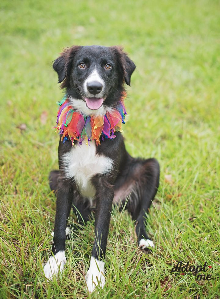 Lucia, an adopted Border Collie Mix in Kingwood, TX_image-3