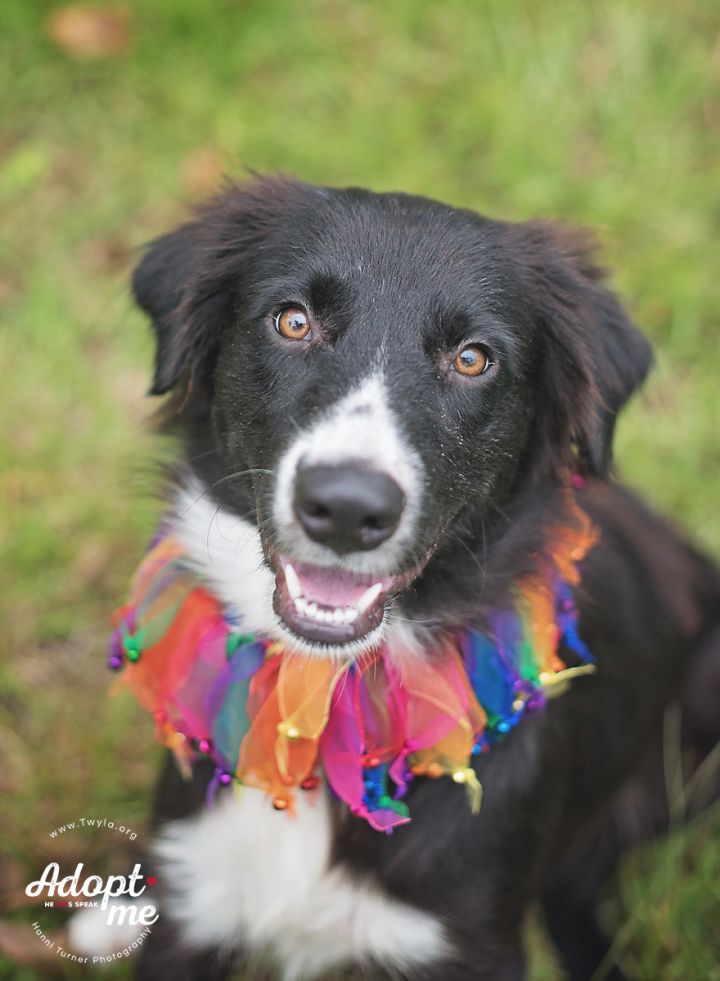 Lucia, an adopted Border Collie Mix in Kingwood, TX_image-1